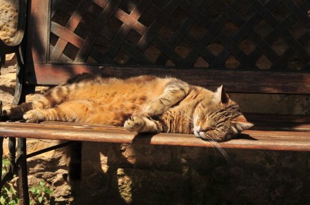 Кот на лавочке