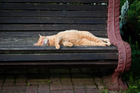 Кот на лавочке