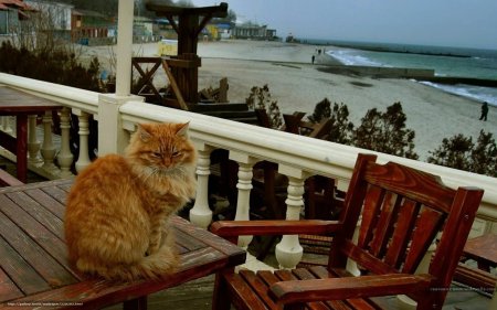 Кот на веранде