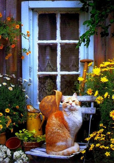 Кошки на окошке