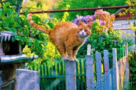 Кот на заборе