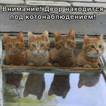 Много кошек