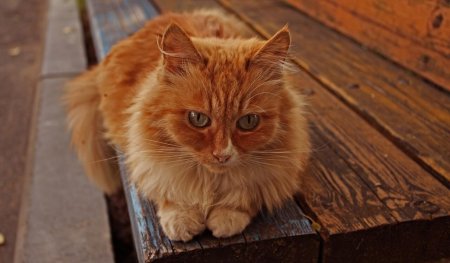 Дворовые рыжие коты