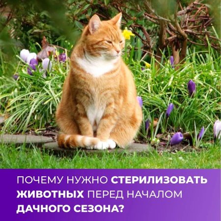 Кошка в саду