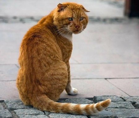 Рыжая кошка сидит