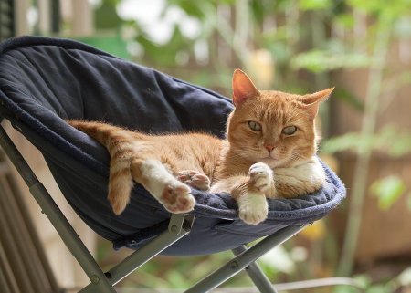 Коты в гамаке