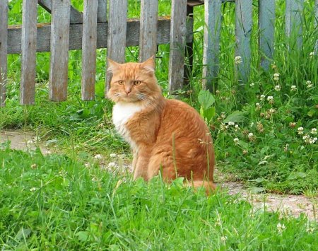 Кошка в деревне