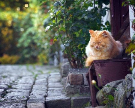 Рыжий котенок на улице