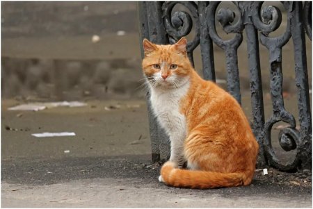 Уличные коты