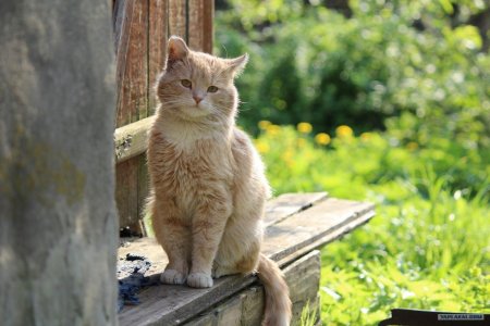 Деревенская кошка