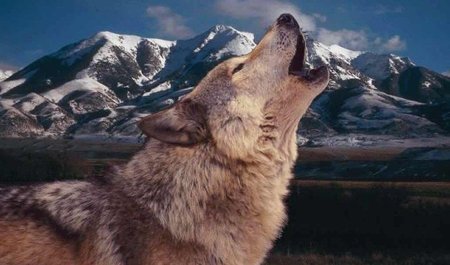 Волк на фоне горы