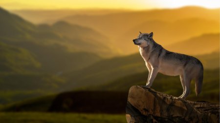 Волки красивые