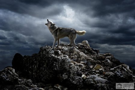 Одиноки волк