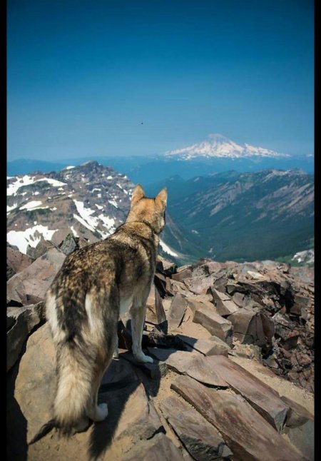 Животные в горах