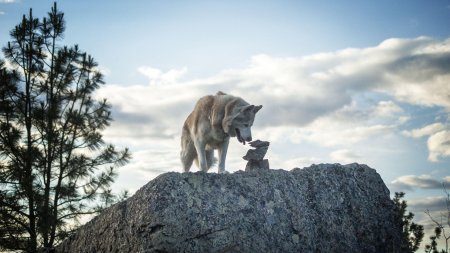 Волк на горе