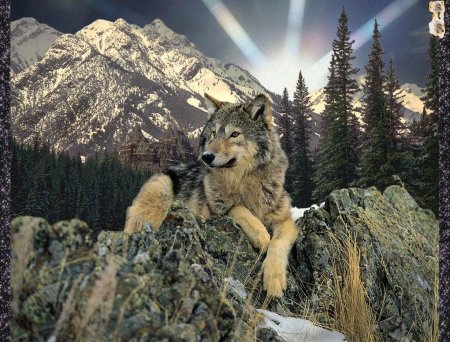 Волки красивые