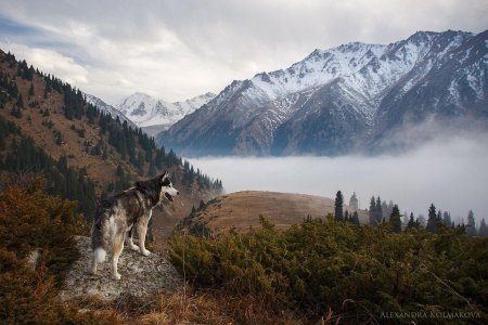 Волк южных скалистых гор