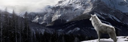 Волк в горах