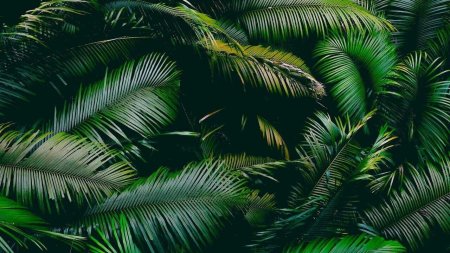 Лист пальмы