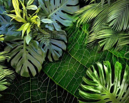 Папоротник пальмы монстера