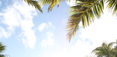 Фон пальмы