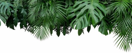 Тропические листы