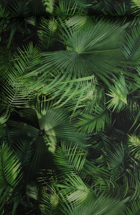 Бали монстера папоротник джунгли