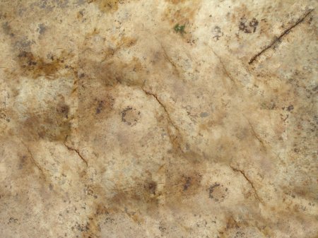 Кость текстура