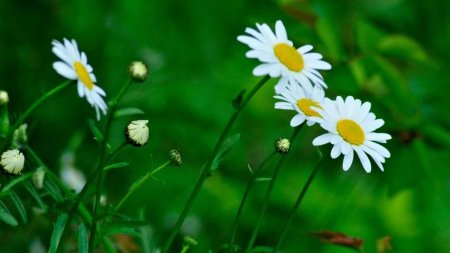 Картинки на рабочий стол ромашки