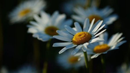 Ромашка цветки