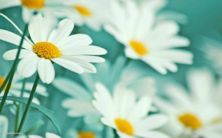 Фон ромашек