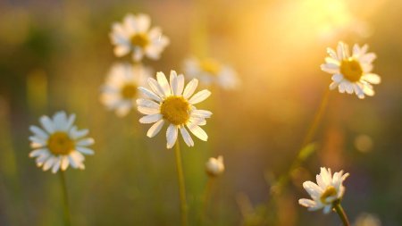 Matricaria chamomilla