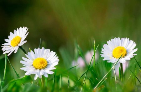 Ромашка цветки