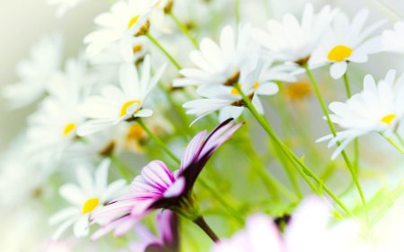 Фон цветами