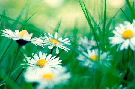 С ромашками