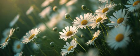 Ромашка полевая