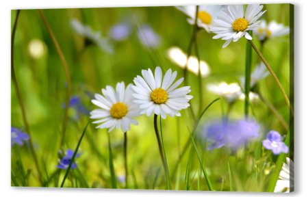 Ромашки на лугу