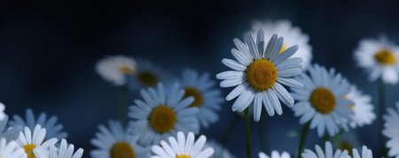 Красивый фон с ромашками