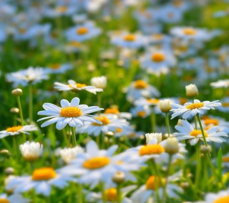 Лето картинки