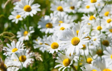 Полевые цветы ромашки