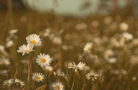 Природа ромашки