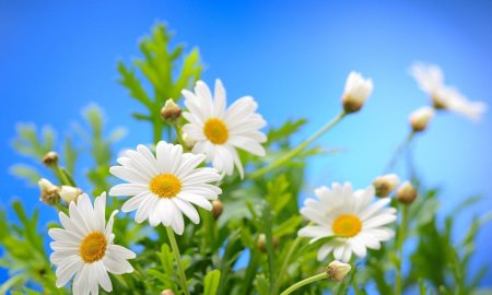 Фон ромашек