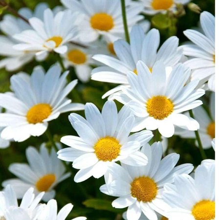 Ромашки белые