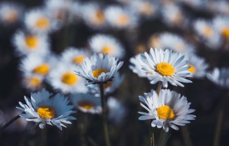 Красивая цветок