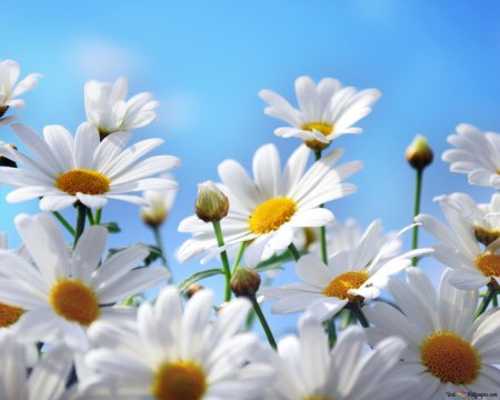 Поле ромашек