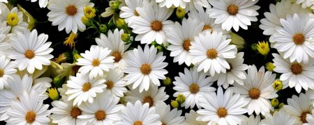 Белые цветки