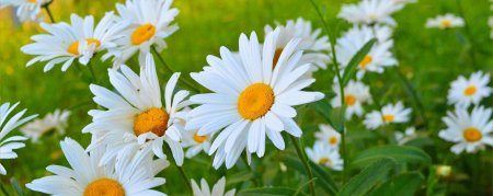 Красивые картинки на рабочий стол ромашки