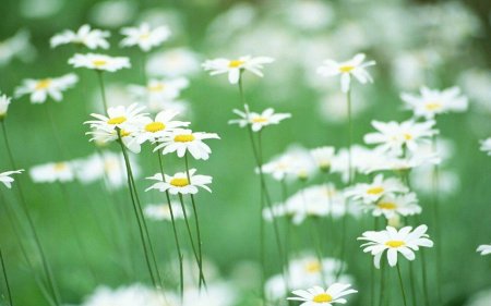 Ромашка полевая