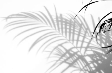 Тень от листьев пальмы