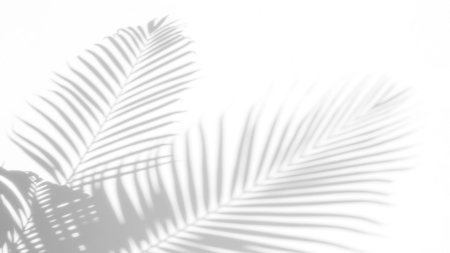 Тени пальмовых листьев